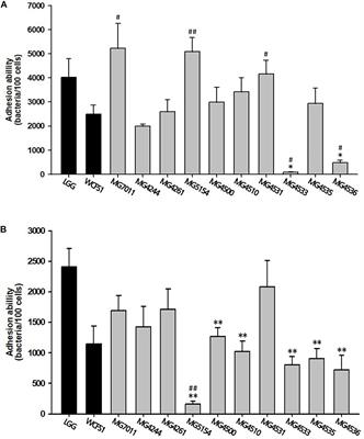 Limosilactobacillus fermentum MG7011: An Amylase and Phytase Producing Starter for the Preparation of Rice-Based Probiotic Beverages